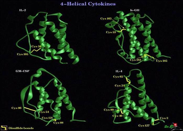 http://plethodon.science.oregonstate.edu/images/4-Helical%20Cytokines.jpg